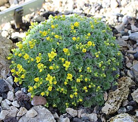 Draba longisiliqua