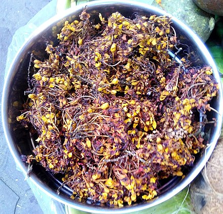 Dried Ashoka flower (Saraca asoca) for selling in Kolkata market, India