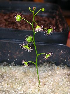 <i>Drosera menziesii</i> Species of carnivorous plant
