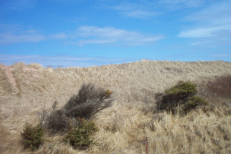 File:Dunes, PEI National Park, Brackley Beach (32707190317).jpg