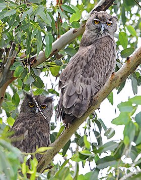 Dusky Eagle Owl (7870700022).jpg