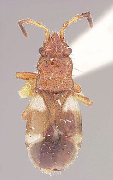 Dycoderus picturatus (әйел) .jpg