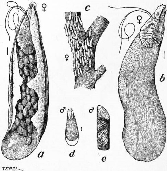 Life-cycle of the apple scale, Mytilaspis pomorum. a) underside of scale showing female and eggs, x24 b) scale upperside, x24 c) female scales on twig