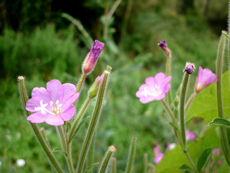 File:EPILOBIUM HIRSUTUM - MORROCURT - IB-586 (Matajaia).JPG