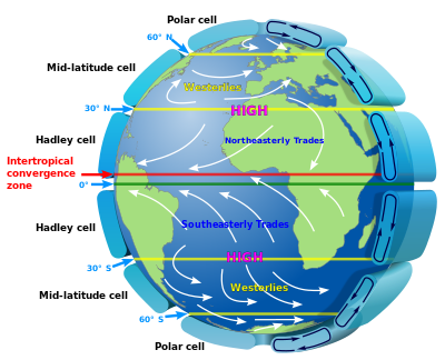 3D map showing Hadley cells in relationship to trade winds on the surface Earth Global Circulation.svg