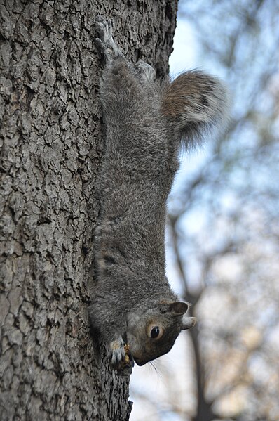File:Eastern Gray Squirrel in Washington Square Park.jpg