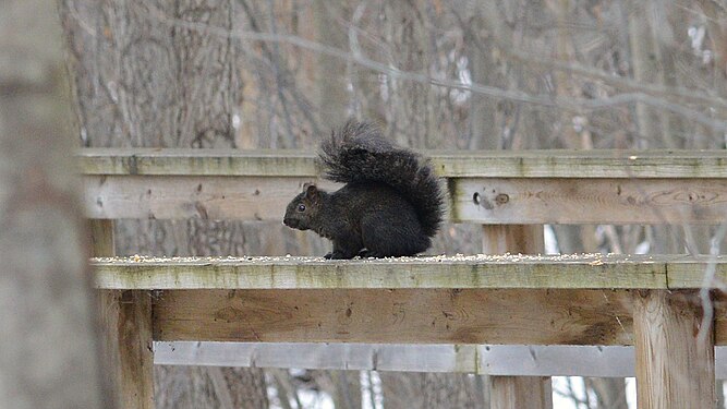 Eastern Grey Squirrel (Sciurus carolinensis)