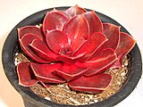 Echeveria 'Magic Red'