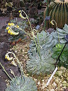 Echeveria pulidonis