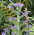 Thumbnail for Echium salmanticum