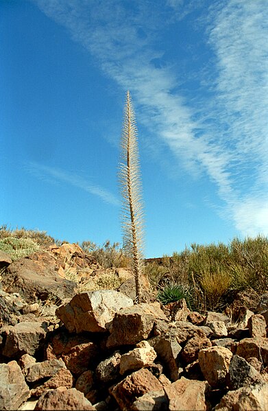 File:Echium wildpretii (winter) 01(js).jpg