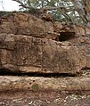 Dolomitic mudstone, Nuccaleena Formation, Ediacaran, South Australia