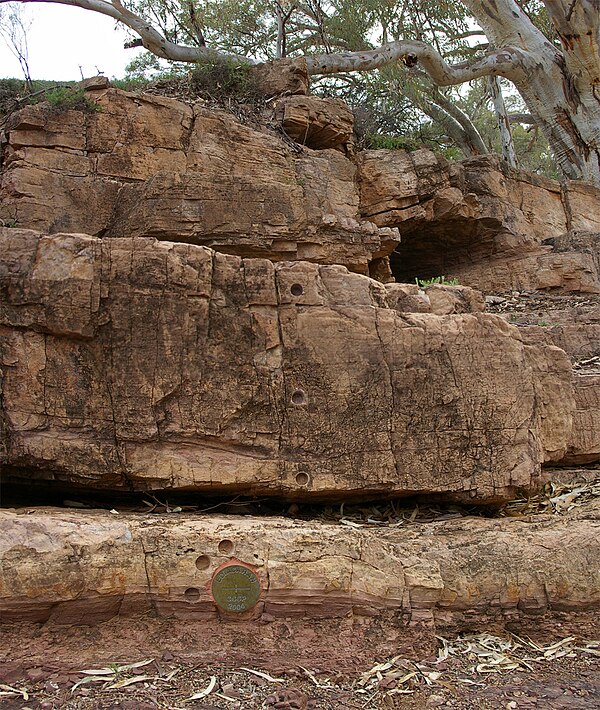 The 'golden spike' (bronze disk in the lower section of the image) or 'type section' of the Global Boundary Stratotype Section and Point (GSSP) for th