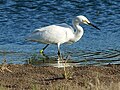 Od čapelj najpogosteje opazimo malo belo čapljo (Egretta garzetta), ki je tudi simbol Krajinskega parka