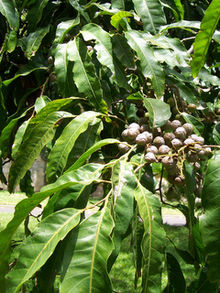 Elattostachys nervosa daun fruit.jpg