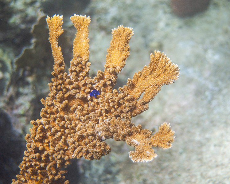 File:Elkhorn Coral with a Yellowtail Damselfish in the Caribbean Sea in Curaçao.jpg