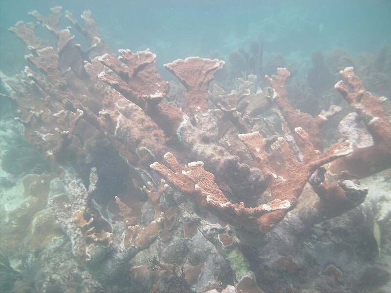 File:Elkhorn coral 2 Molasses Reef 20080309.jpg
