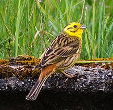 Emberiza citrinella -Midtjylland, Denmark -male-8.jpg