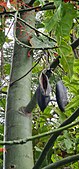 Emptied seed pods on tree.jpg