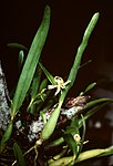 Encyclia calamaria - pl.jpg