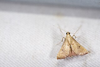 <i>Endotricha nicobaralis</i> Species of moth