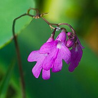 Epidendrum longicaule at Vallarta Botanical Gardens.jpg