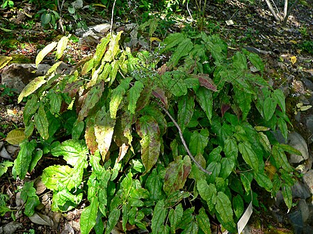Epimedium pubescens 1.jpg
