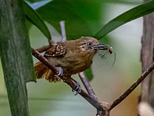 Epinecrophylla gutturalis - қоңыр ішті Antwren (әйел); Манаус, Амазонас, Бразилия.jpg