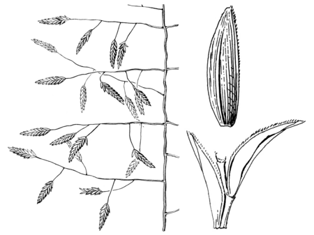 Tập_tin:Eragrostis_pectinacea_var_miserrima_(as_E._arida)_HC-1950-mod.png