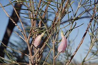 <i>Eremophila dalyana</i> Species of plant