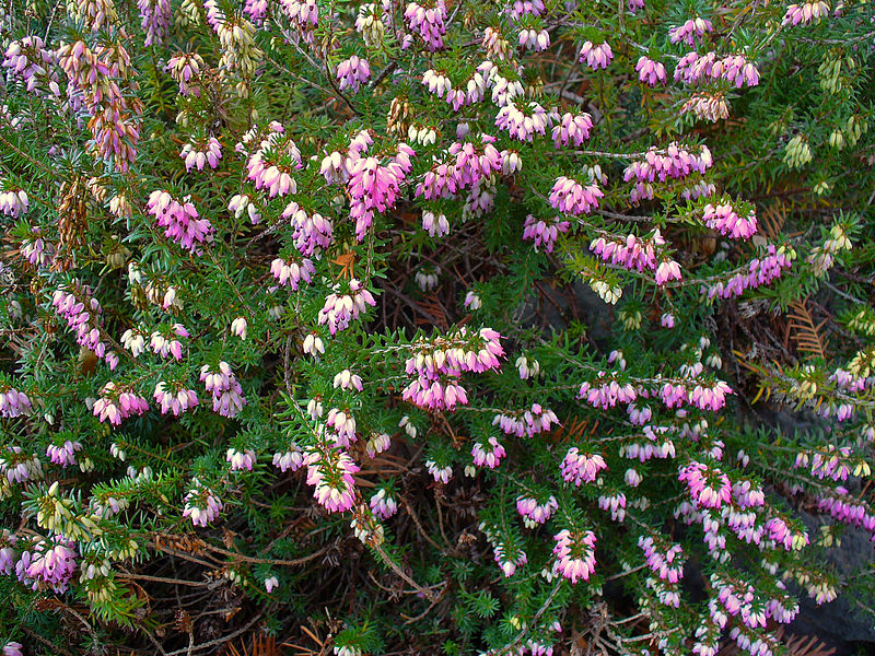 File:Erica carnea 002.JPG