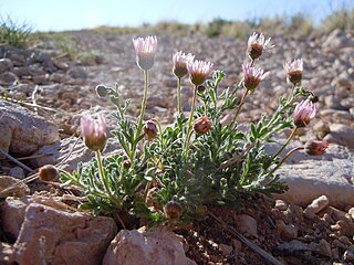 <i>Erigeron allochrous</i> Species of flowering plant