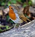 Erithacus rubecula