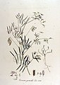 Ervum gracile — Flora Batava — Volume v12.jpg