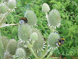 Eryngium yuccifolium