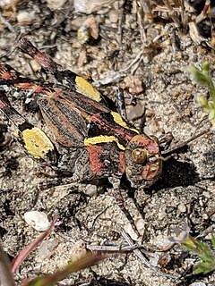 <i>Esselenia</i> Genus of grasshoppers