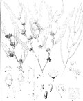 Thumbnail for File:Eucalyptus uncinata from "Eucalyptographia. A descriptive atlas of the eucalypts of Australia and the adjoining islands"; (1879) (20165942804).jpg