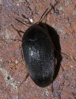 <i>Eucinetus</i> Genus of beetles