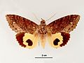 Бабочка Eudocima jordani