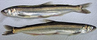 <span class="mw-page-title-main">Eulachon</span> Species of fish