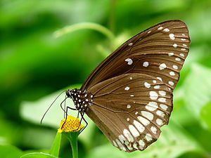 Ventral view