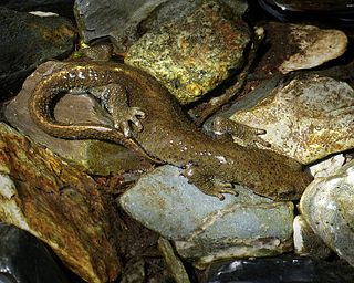 <i>Calotriton</i> Genus of amphibians