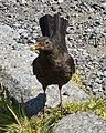 Eurasian Blackbird (Turdus merula) - Stavanger, Norway 2021-08-03 (04).jpg