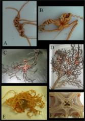 File:Euryalida (10.5852-ejt.2023.870.211) Figure 3.png (Category:Asteronyx loveni)