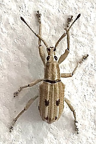 <i>Eustylus</i> Genus of beetles