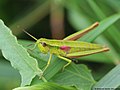 Euthystira brachyptera (Ocskay, 1826)