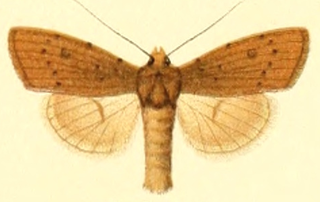 <i>Rhyacia ledereri</i> Species of moth