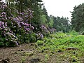 Rhododendron mo sech wild im a Wald vo England usbroided