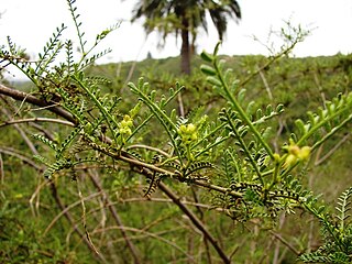 <i>Adesmia balsamica</i> species of plant