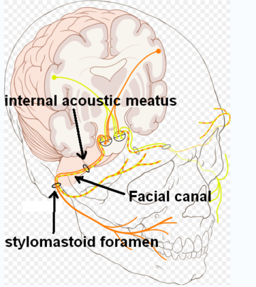 Foramen stylo-mastoïdien